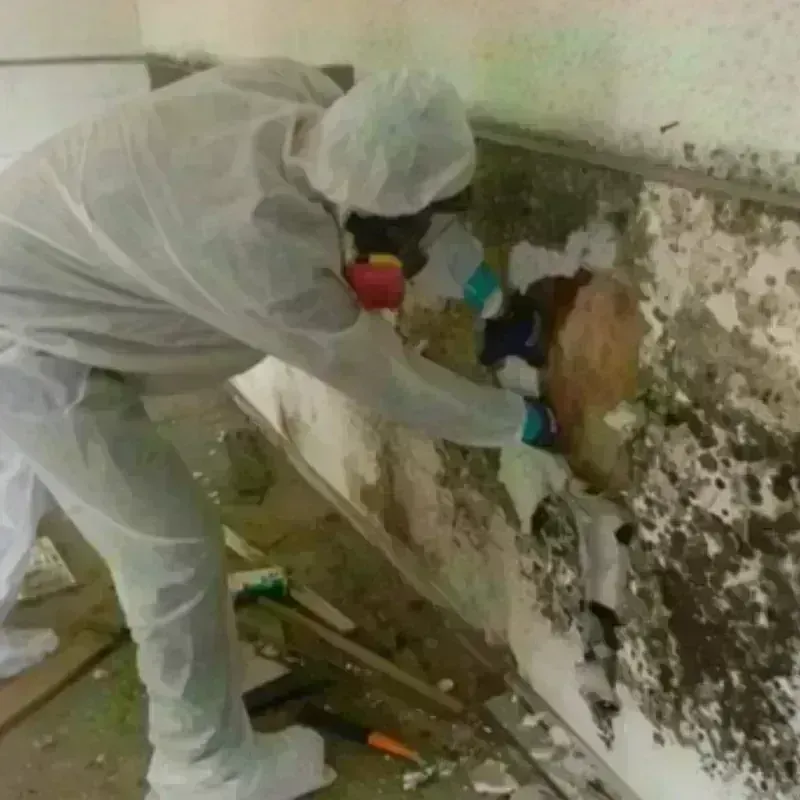 Mold Remediation and Removal in West Athens, CA